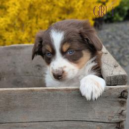 Girl 1 - Red tri-color Australian Shepherd puppy in Yakima, Washington from Naches Heights Ranch