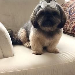 Ariella - Shih Tzu