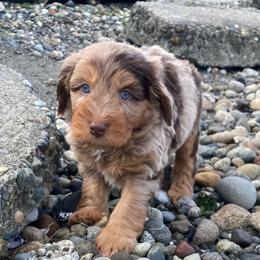 Tanzanite - male Australian Mountain Doodle puppy in Port Orchard, Washington from Yukon Harbor Doodles