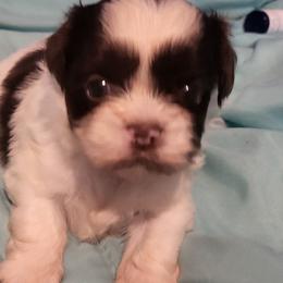 Thatcher - Liver and white male Shih Tzu puppy in Newport, Arkansas from Gina's Lil Zues and Yorkies Kennel