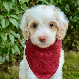 Red Boy - Parti male Goldendoodle puppy in Lowville, New York from DM Hilltop FURfamily
