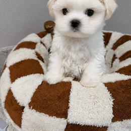 ECHO  KOREAN  DOLL FACE - White male Maltese puppy in Orlando, Florida from Denise’s Puppies
