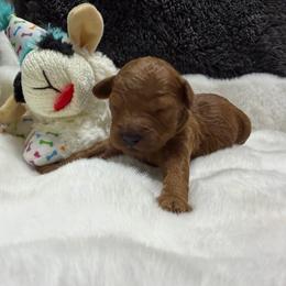 AKC Boy 3 solid - Red  male Poodle puppy in Southwest Ranches, Florida from Herringbone ‘s Poodles