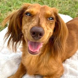 Charlie - Dachshund