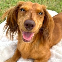 Charlie - Dachshund