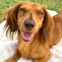Charlie - Dachshund