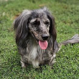 Bolt - Dachshund
