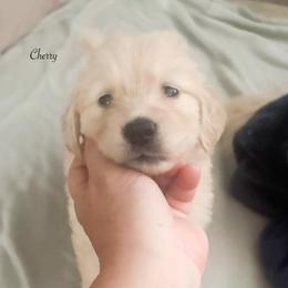 Cherry - Light golden female Golden Retriever puppy in Murfreesboro, Tennessee from ATW Retrievers