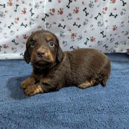 Trooper - Chocolate and tan male Dachshund puppy in Lyles, Tennessee from Knox Ridge Dachshunds