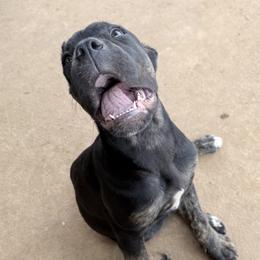 Cane Corso Puppies from Kero corsos