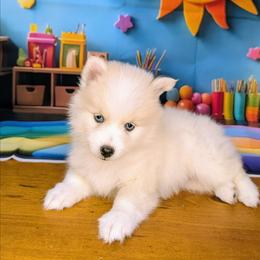 Victor - 2200 - White male Pomsky puppy in Spring Hill, Florida from www.PuppyTimeEmporium.com