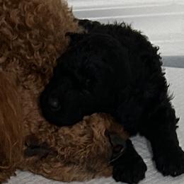 Serena - Black female Poodle puppy in Clearwater, Florida from Poodle Majesty