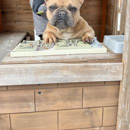 French Bulldog All Grown Up from Dama Hill Frenchies