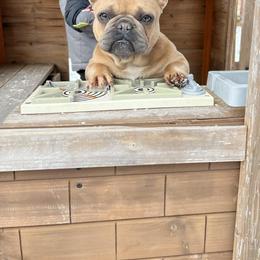 French Bulldog All Grown Up from Dama Hill Frenchies