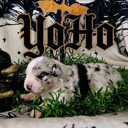 YoHo - Blue merle female Australian Shepherd puppy in Wheatland, Wyoming from Jorvik Australian Shepherds