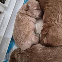 Polar - Brown male Maltipoo puppy in Corona, California from Poodle house CA