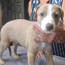 NOLAN - Fawn male Whippet puppy in Ocala, Florida from Sandstorm Whippets
