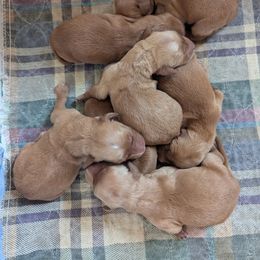 French Sorrel (female 1) - Dark golden female Golden Retriever puppy in Wendell, Minnesota from Floden Farm Golden Retrievers