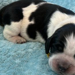 Yellow lady - Liver white and tan female English Springer Spaniel puppy in Cleburne, Texas from Powers English Springer Spaniels
