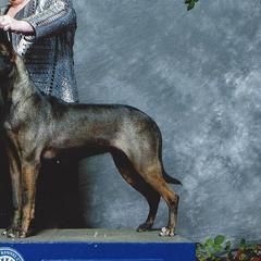 Xoloitzcuintli from Bakari