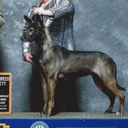 Xoloitzcuintli from Bakari