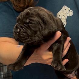 Miracle City Green - Black female Cane Corso puppy in Conroe, Texas from Miracle City