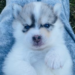 Pomsky Puppies from The Pomsky‘s Palace