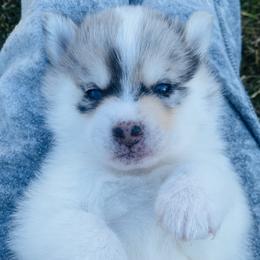 Pomsky Puppies from The Pomsky‘s Palace