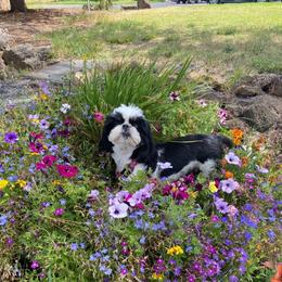 Velvet - Shih Tzu