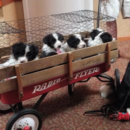 Border Collies and Pointers from LINWALD