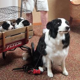 Border Collies and Pointers from LINWALD