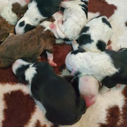 Pomeranian and Sheepadoodle Puppies from Fluffy Wonders Poms and Doodles