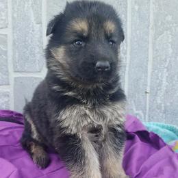 Bella Girl purple - Black and red female German Shepherd puppy in Mccool Junction, Nebraska from Sininger Lagoon