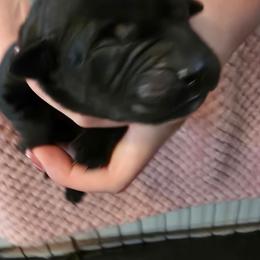 Girl 1 - Black female Labrador Retriever puppy in Oxford, Georgia from Cornish Mountain Labradors