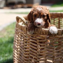 Black Seven - Red  female Goldendoodle puppy in Chicago, Illinois from Dos&CoKennels
