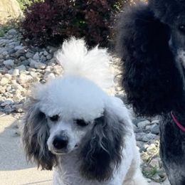 Bernedoodles, Boxers, and Poodles from Dakota Prairie Pups