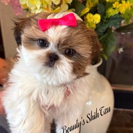 Ducky-See videos - Gold and white female Shih Tzu puppy in Manteca, California from Beauty's Shih Tzu (California)