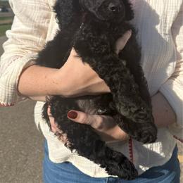 Blue boy - Blue male Poodle puppy in Wentworth, South Dakota from PaintersPreciousPoodles