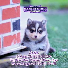 Jaden - Blue male Pomsky puppy in Humeston, Iowa from M.A.R. Dogs
