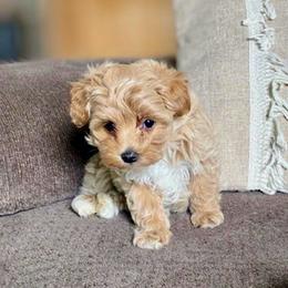 Hank - Cream male Maltipoo puppy in Utica, Ohio from Poodle Me Crazy