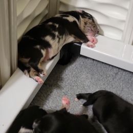 Australian Shepherd Puppies from Summit Australian Shepherds