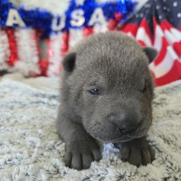 Finn - Blue male Chinese Shar-Pei puppy in Four Oaks, North Carolina from DCSHARPEI