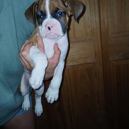 Ferguson - Fawn male Boxer puppy in Cannon Falls, Minnesota from Pattys Boxers and Bulldogs