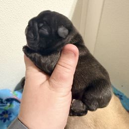 Girl - Brindle and white female French Bulldog puppy in Washington, Pennsylvania from Crooked Pine French Bulldogs