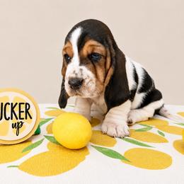 Wren - Black white and brown female Basset Hound puppy in Denison, Texas from Emma Lou's Baby Bassets