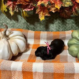 Pink Collar - Brown female Boykin Spaniel puppy in Hurtsboro, Alabama from PARK’s Family Farm