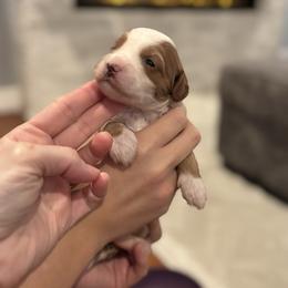 Stella Star - Goldendoodle