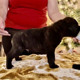 Boy 1 - Cane Corso puppy from Midnight Cane Corso USA