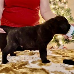 Boy 1 - Cane Corso puppy from Midnight Cane Corso USA