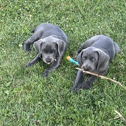 Weimaraner Puppies from Wren’s Weimaraner